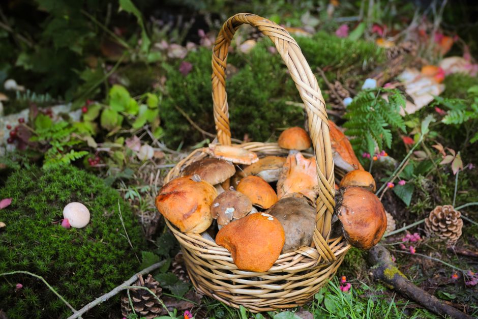 A wicker basket filled with freshly picked mushrooms in a forest setting, showcasing autumn's bounty.