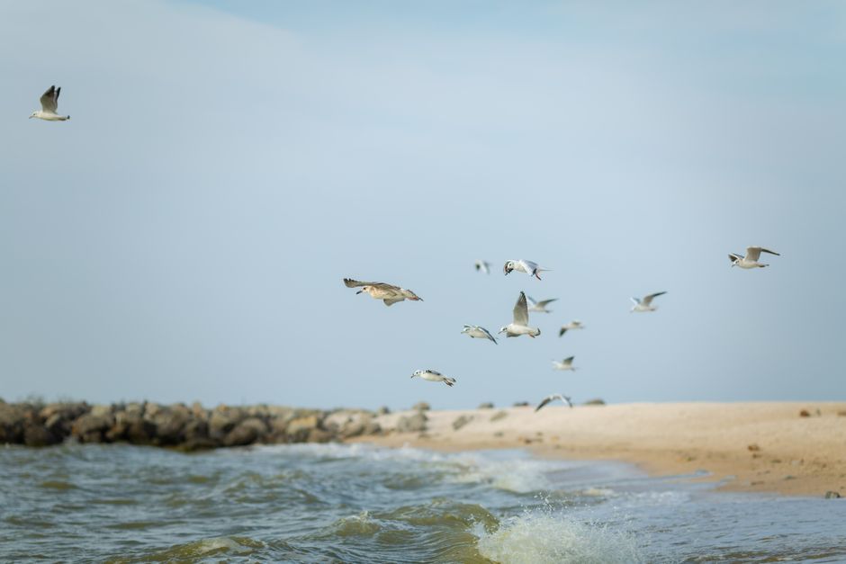 A group of seagulls flying over a serene beach with gentle waves and a calm sky.