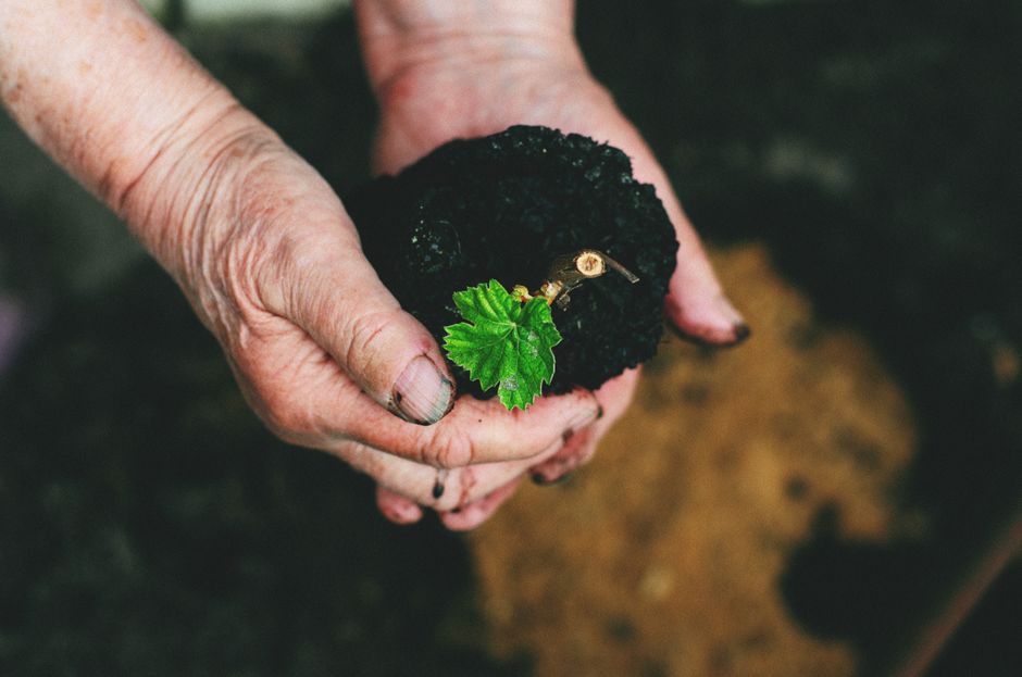 Close-up of hands holding soil with a green seedling, representing growth and nature conservation.
